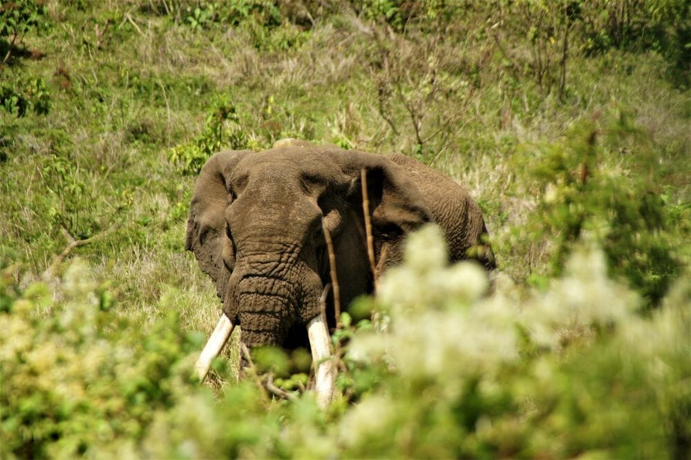 Tansania: Aktiv Safari Trekk and Drive 10 Tage