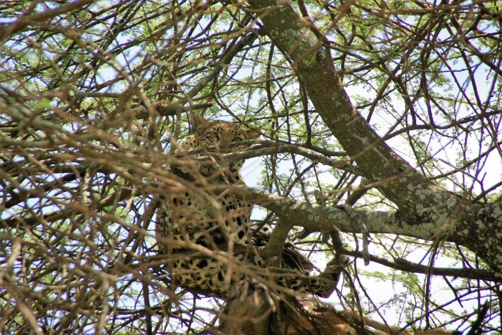 Tansania_Dustin_Safari_Leopard_I_Klueger_Reisen