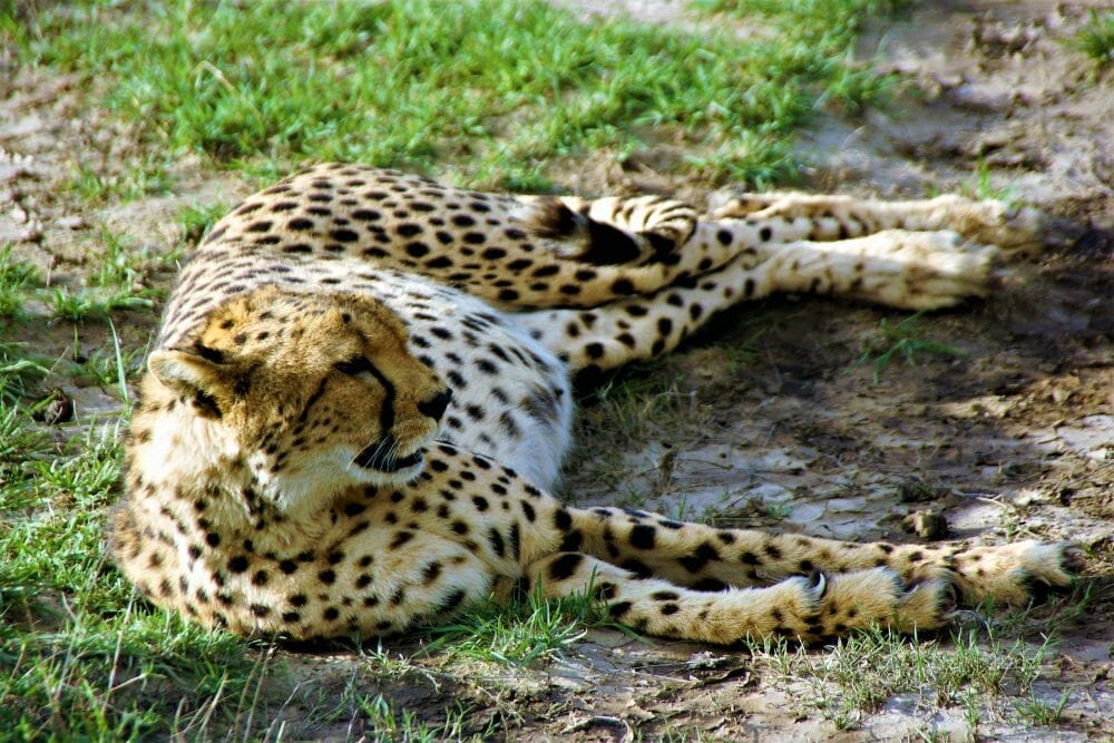 Tansania_Dustin_Safari_Gepard_VI_Klueger_Reisen