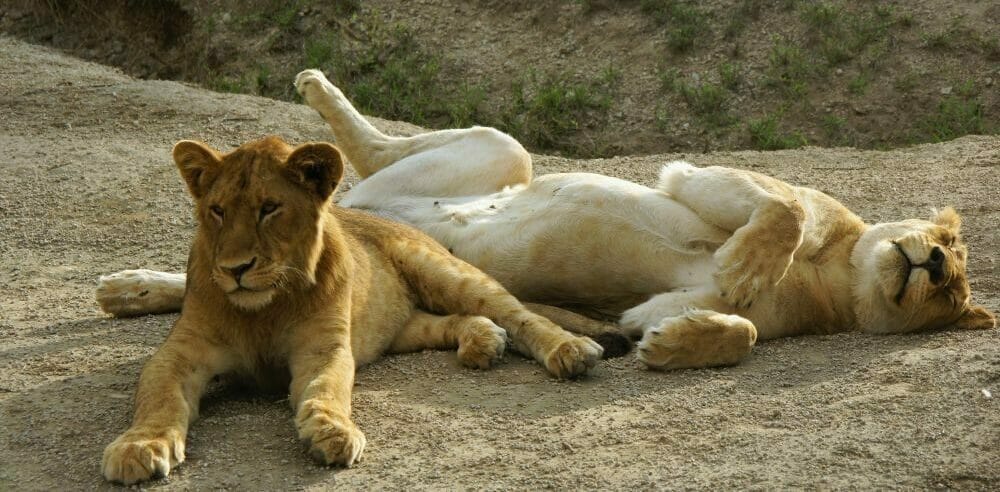 Tansania_Dustin_Safari_Loewe_I_Klueger_Reisen.