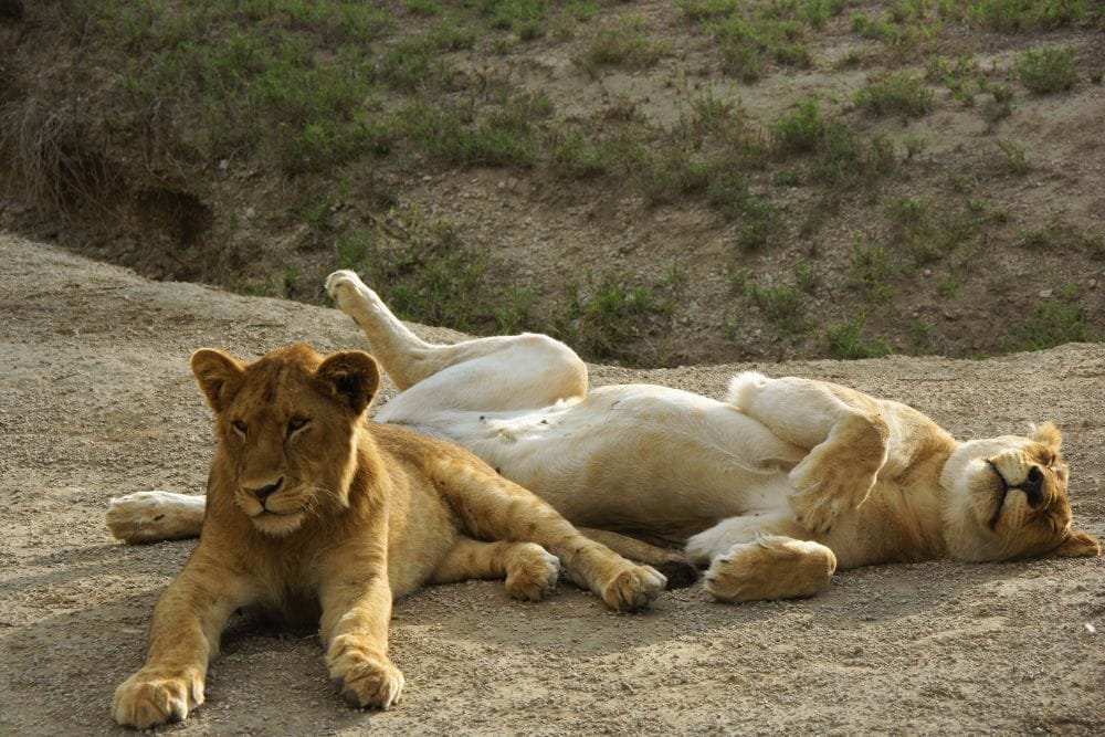 Tansania_Dustin_Safari_Loewe_I_Klueger_Reisen.