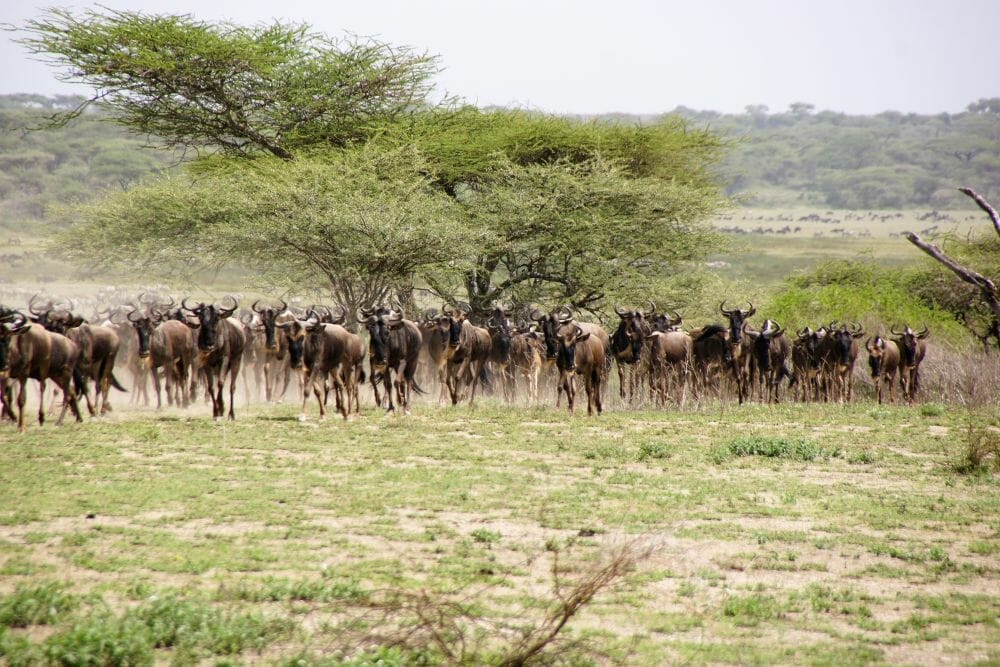 Tansania: Privatsafari “Ndutu” zur Migrationszeit Dezember – März 8 Tage