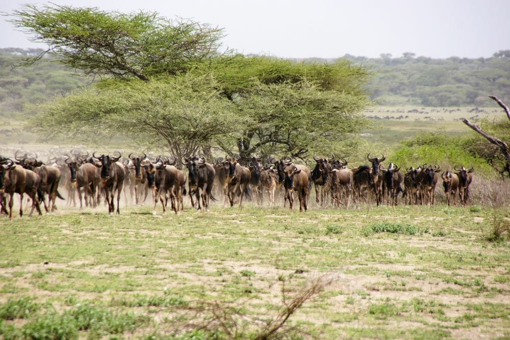 Tansania: Privatsafari “Ndutu” zur Migrationszeit Dezember – März 8 Tage