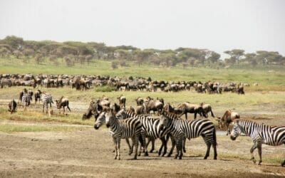 Tansania_Dustin_Safari_Migration_Klueger_Reisen