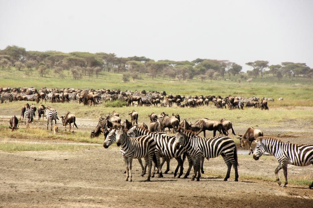 Tansania: Privatsafari “Mbalageti” zur Migrationszeit Mai – Juli 8 Tage