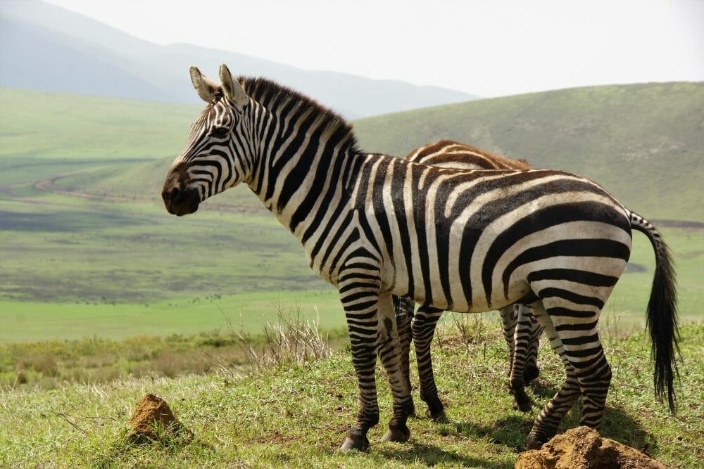 Tansania_Dustin_Safari_Zebra_Ngorongoro_Klueger_Reisen