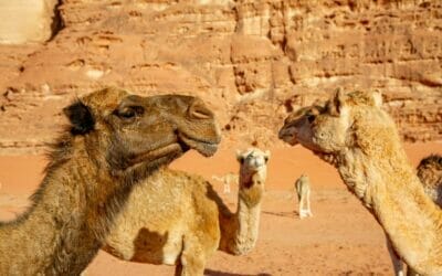 Jordanien_Trekking_Wadi_Rum_Klueger_Reisen