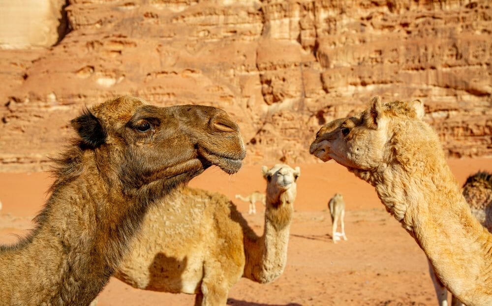 Jordanien: Trekk and Drive 9 Tage