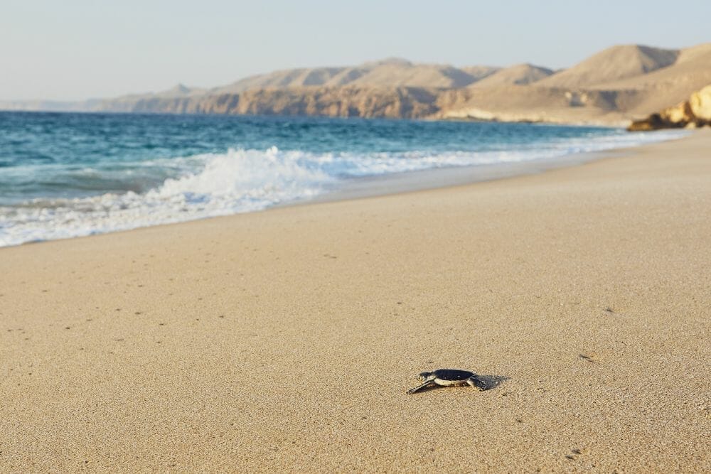 Oman_Schildkröten_bei_Sur_Klueger_Reisen