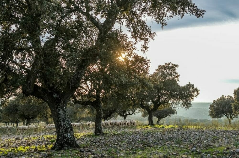 Pilgerweg_Andrè_Schumacher_Klueger_Reisen.IIIJPG