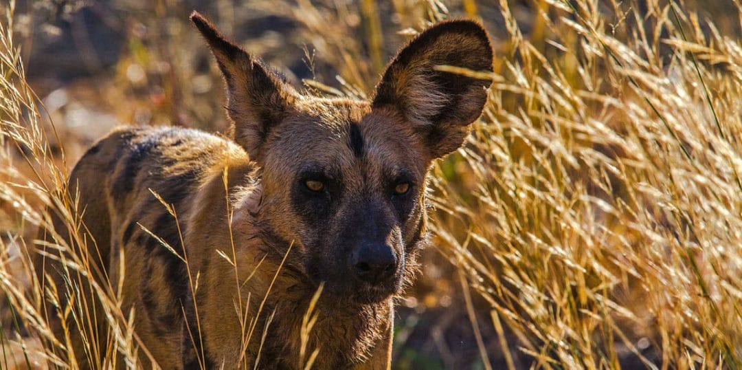 Botswana_Wildhund_Naturfotografie_Focuswelten_Klueger_Reisen