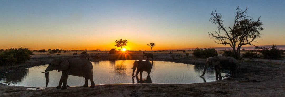 Botswana_Naturfotografie_Wasserloch_Focuswelten_Klueger_Reisen