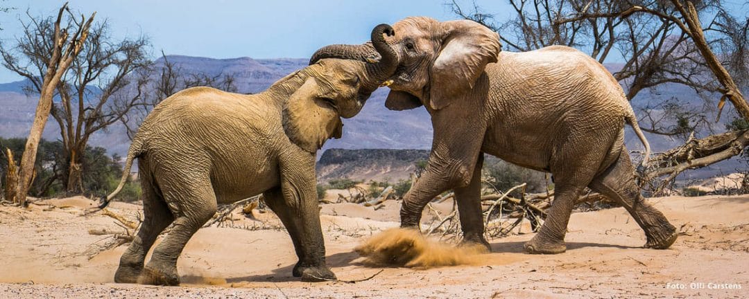 Namibia_Elefanten_Fotoreise_Josef_Niedermeier_Klueger_Reisen