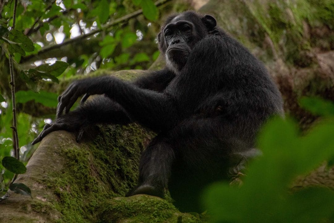 Uganda_Schimpansen_Trekking_Kluger_Reisen