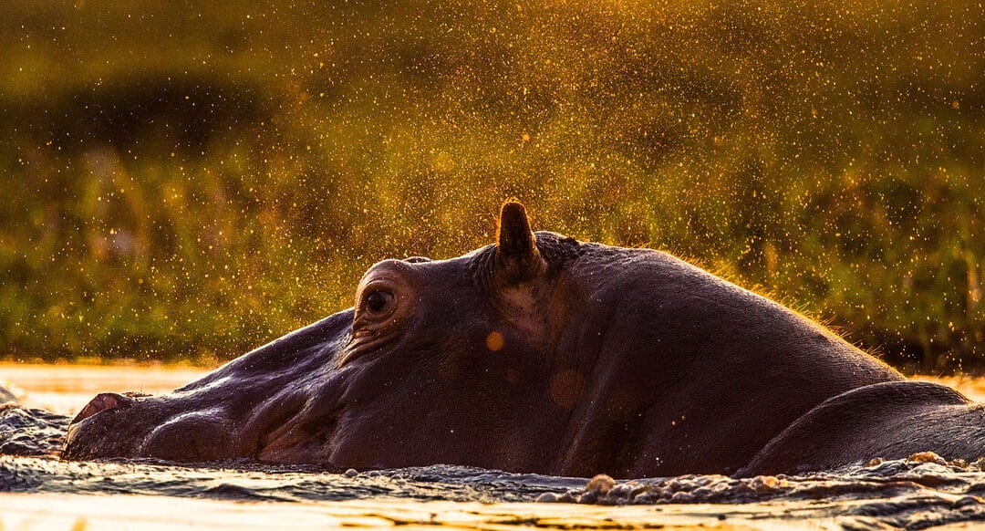 Botswana und Namibia: Best Of Tour der Naturfotografie 17 Tage