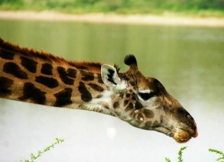 Tansania_Dustin_Safari_Giraffe_Klueger_Reisen
