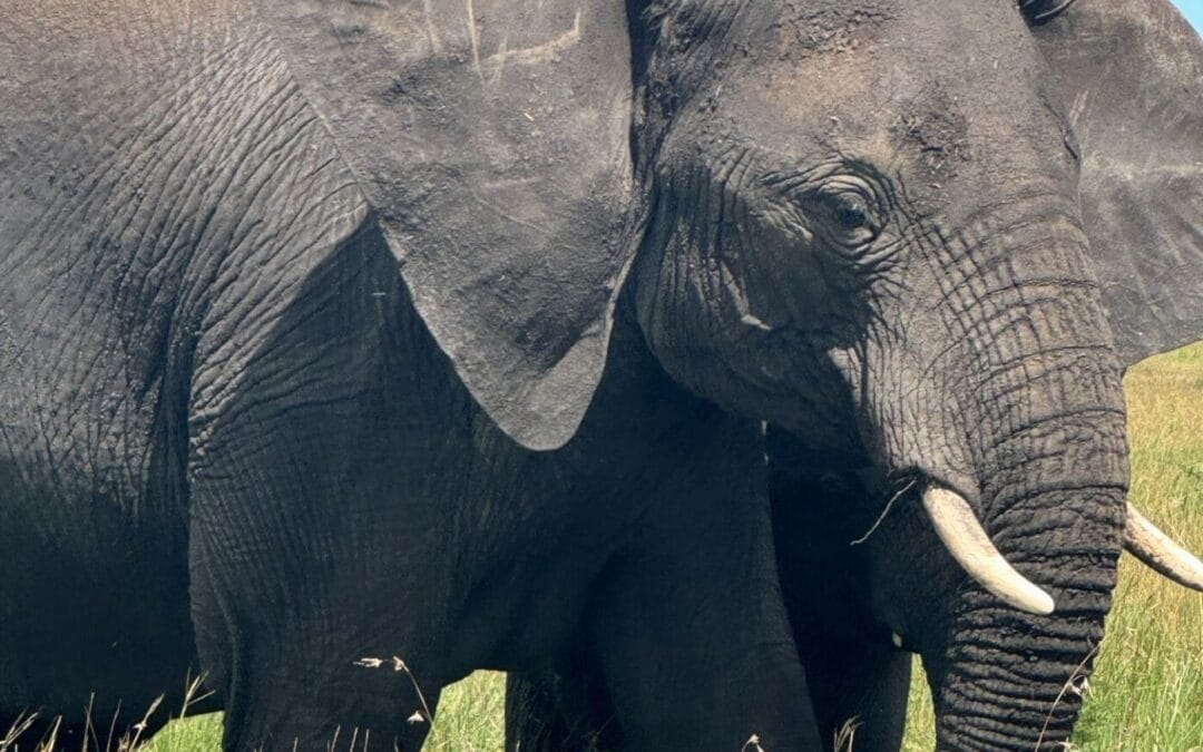 Tansania: Kurzsafari Fly-In Serengeti ab Sansibar 3 Tage