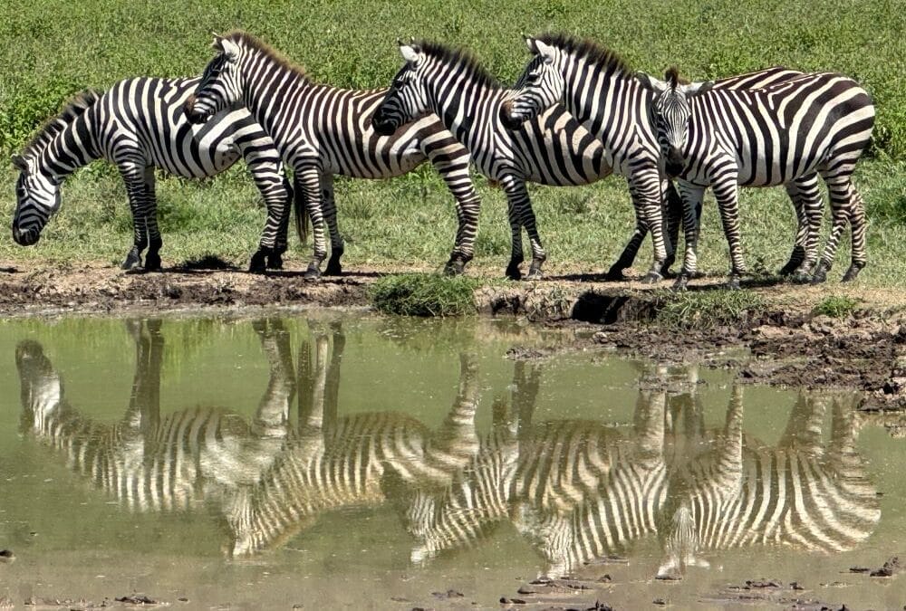 Tansania: Kurzsafari ab Sansibar 3&nbsp;Tage