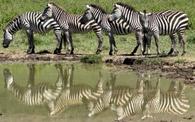 Tansania_Kurzsafari_Ngorongor_Krater_Klueger_Reisen