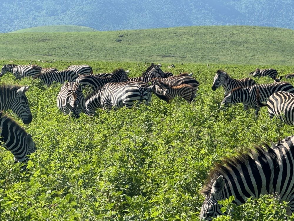 Tansania_Kurzsafari_Ngorongoro_Krater_Klueger_Reisen
