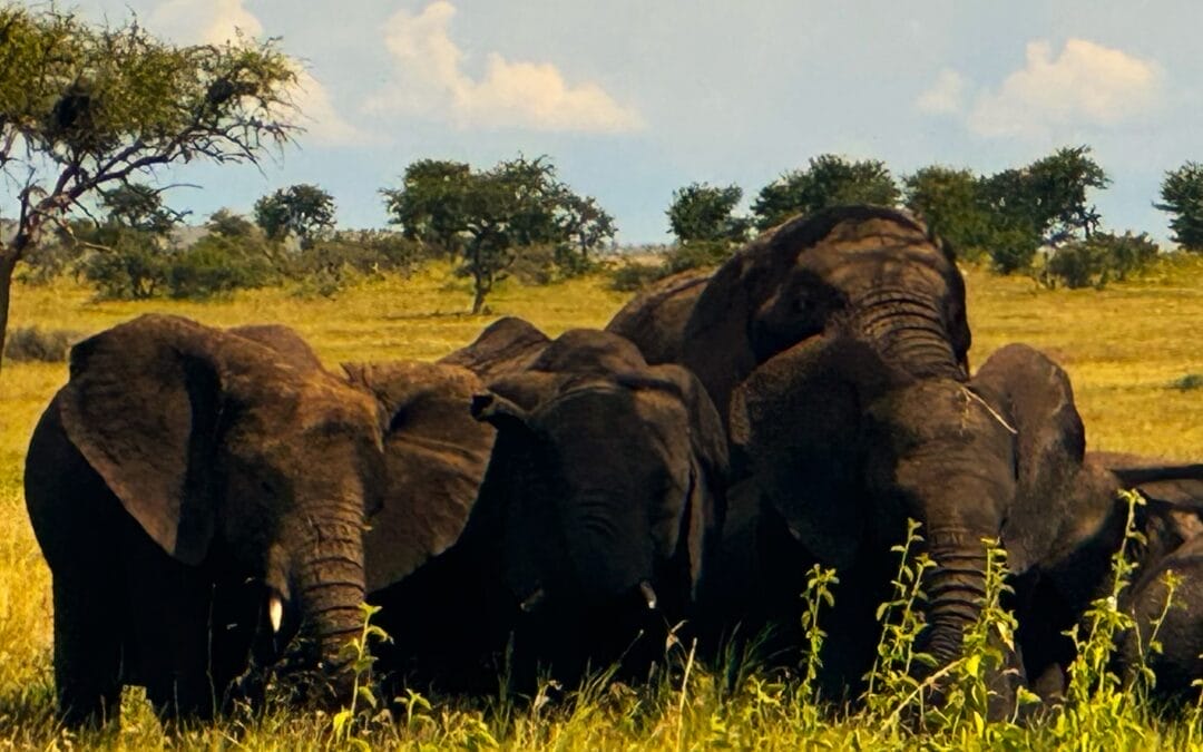 Tansania: Kurzsafari ab/bis Sansibar 2&nbsp;Tage