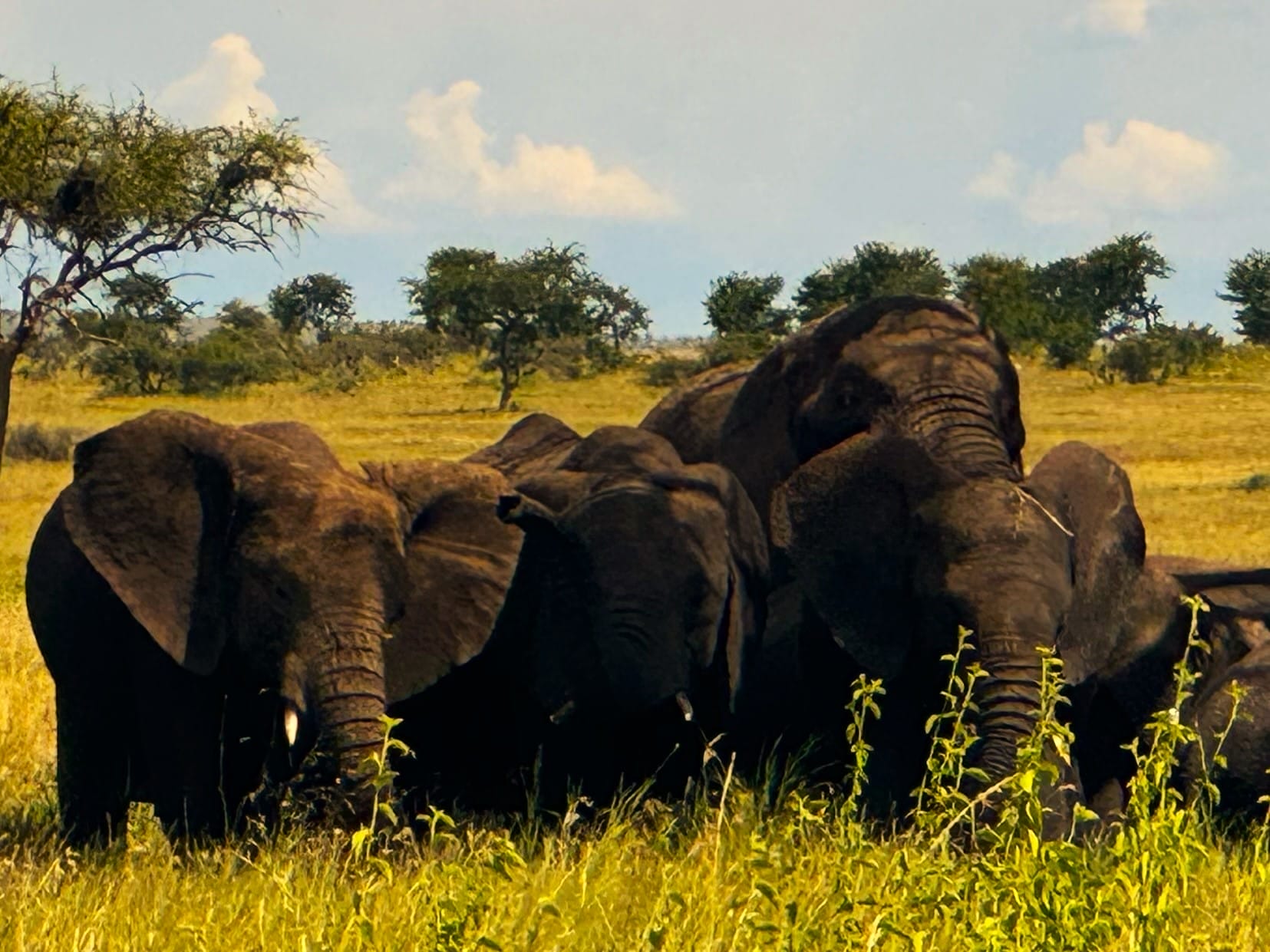 Tansania_Kurzsafari_von_Sansibar_Klueger_Reisen