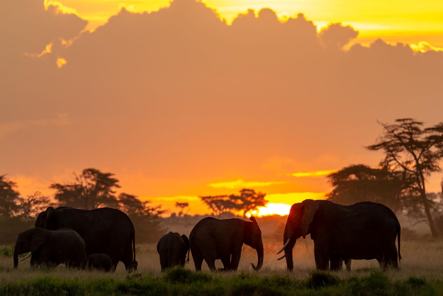 Kenia_Amboseli_Hardy_Fiebig_Klueger_Reisen