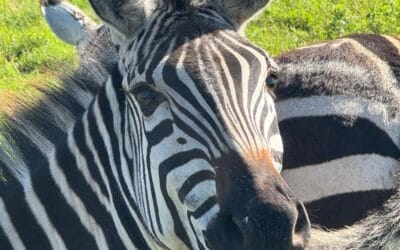 Tansania_Ngorongor_Krater_Klueger_Reisen