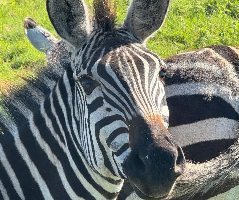 Tansania: Walking und Jeep Safari 10 Tage