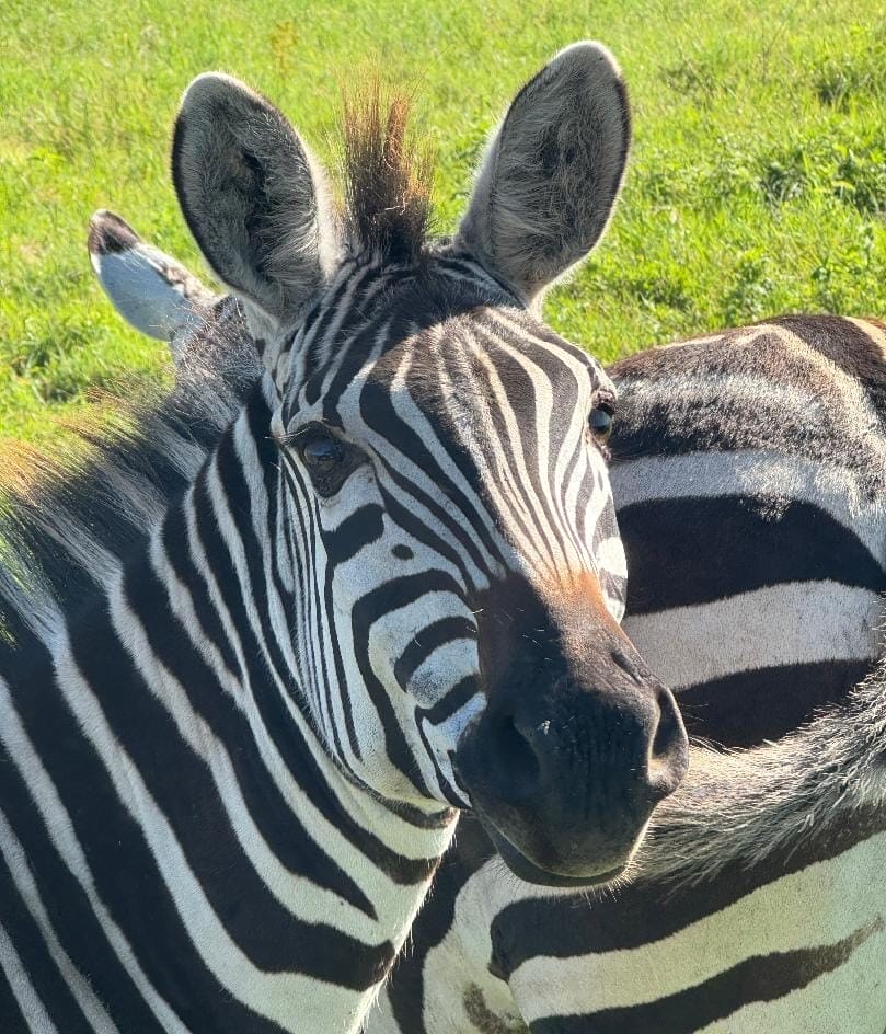 Tansania_Ngorongor_Krater_Klueger_Reisen