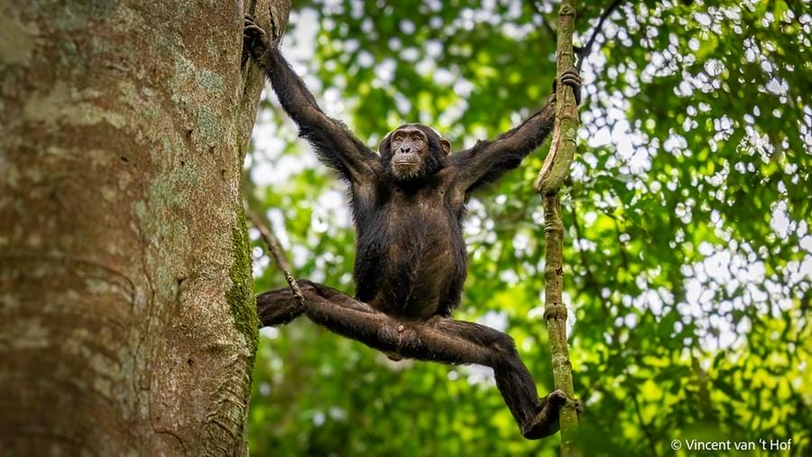 Uganda_Martin_Buschmann_Klueger_Reisen_Kibale_Forest