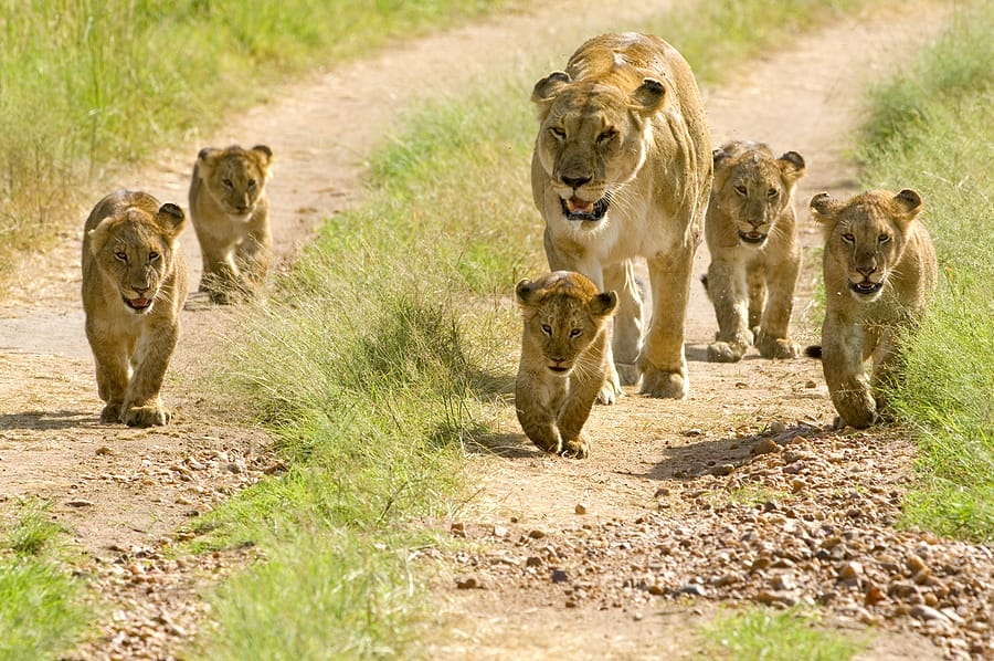 Kenia_Masai_Mara_Fly_In_Safari_Klueger_Reisen_Loewen