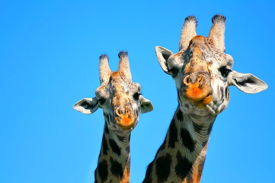 Kenia_Masai_Mara_Fly_In_Klueger_Reisen_Giraffen