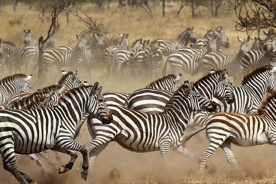 Tansania_Fotoreise_Safari_Serengeti_Klueger_Reisen