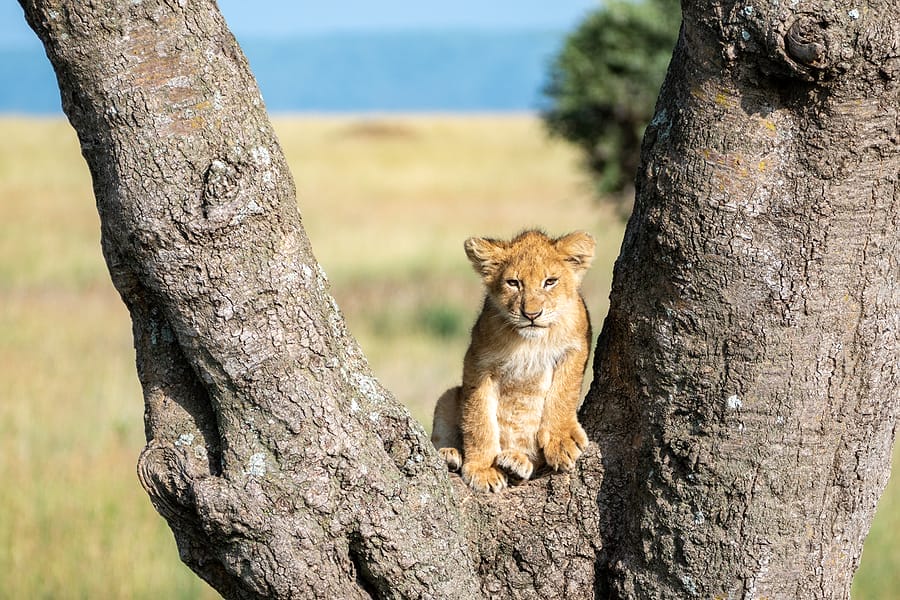 Serengeti_Tansania_Safari_Klueger_Reisen