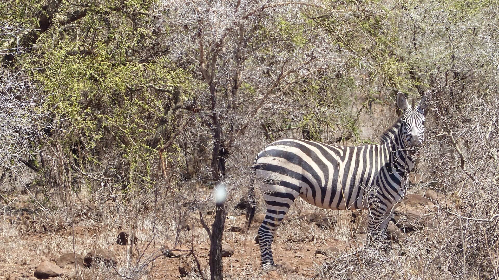 Tansania_Foto 14_Zebra