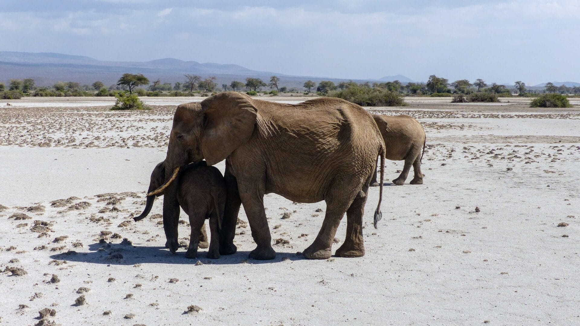 Tansania_Foto 15_Elefant