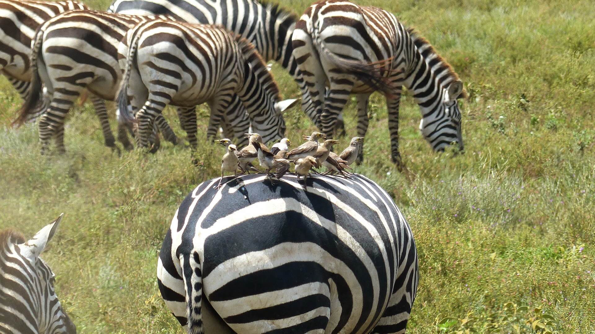 Tansania_Foto 24_vögel auf zebra - c dieter