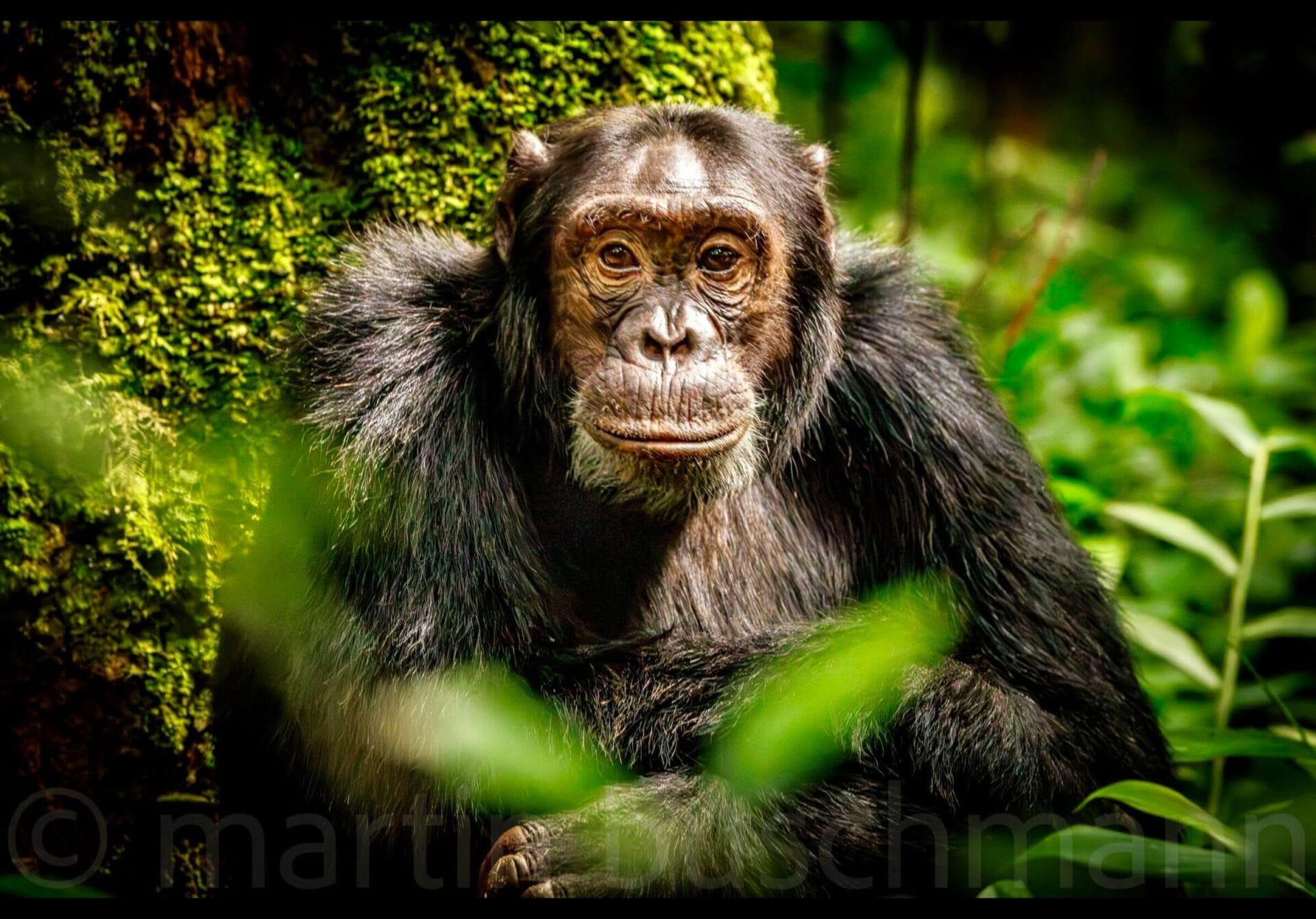 Uganda_Fotoreise_Martin_Buschmann_Klueger_Reisen_Gorilla