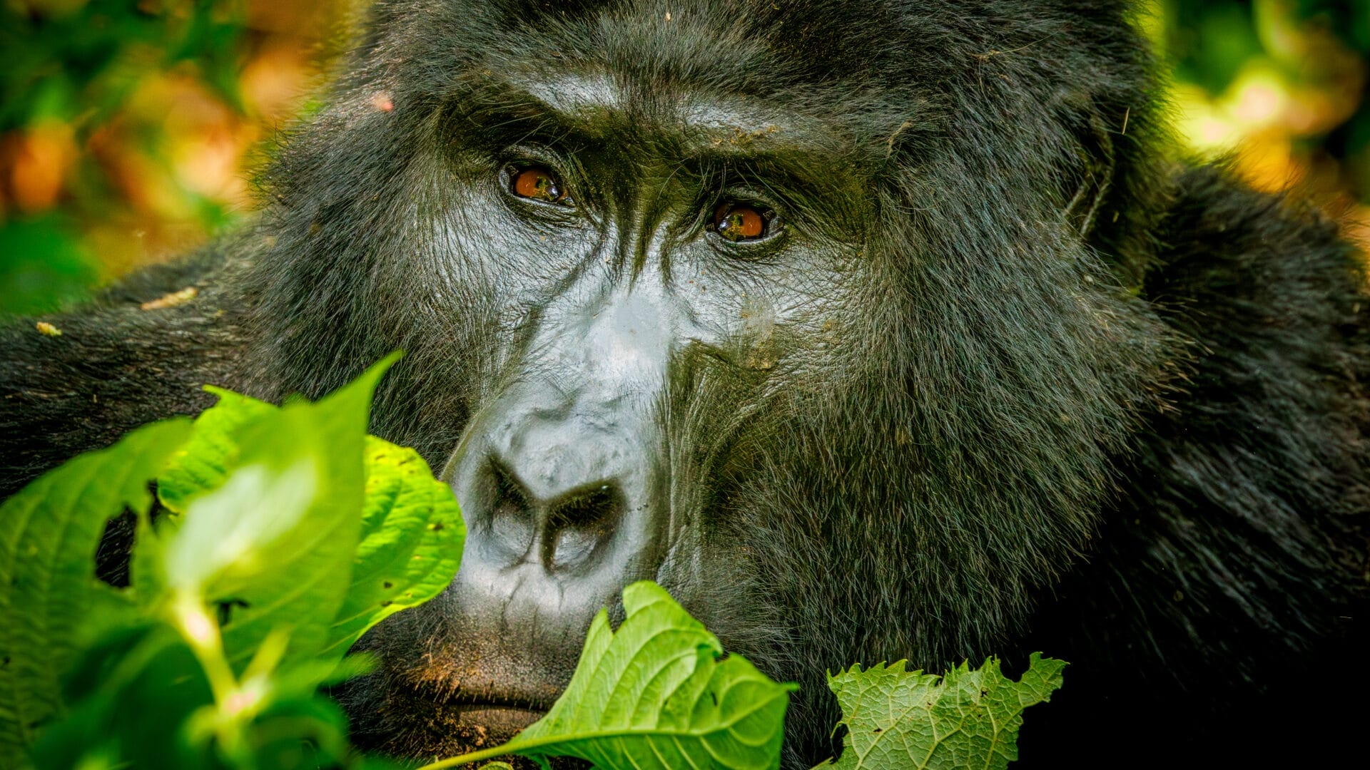 Uganda_Gorilla_Martin_Buschmann_Klueger_Reisen
