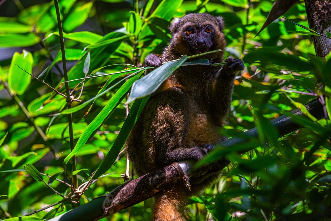Madagaskar_Focuswelten_Klueger_Reisen_Goldene Bambuslemur