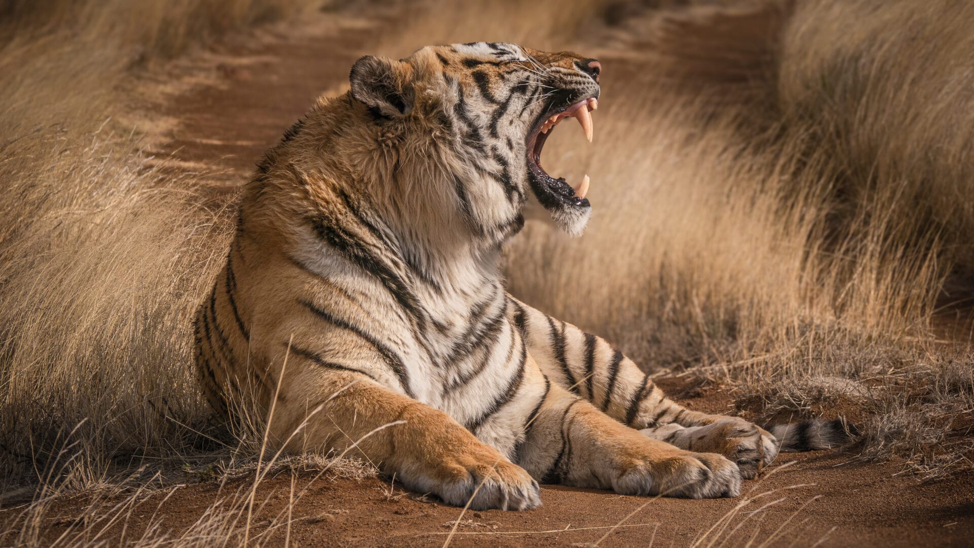 Indien_Fotoreise_Tiger_Martin_Buschmann_Klueger_Reisen