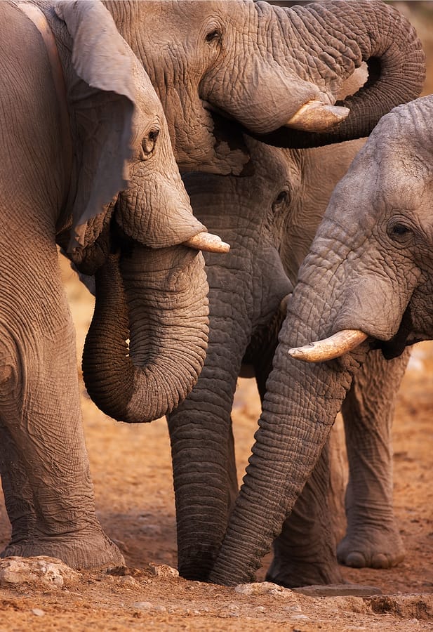 Namibia_Etosha_Elefanten_Selbstfahrer_Klueger_Reisen Namibia_Etosha_Elefanten_Selbstfahrer_Klueger_Reisen