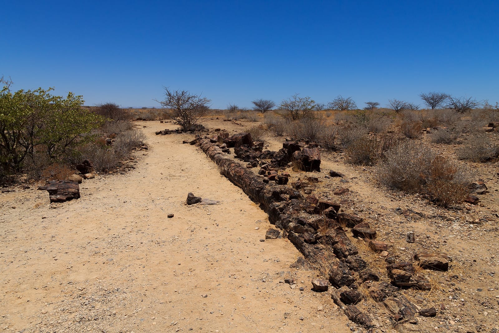Namibia_Petrified_Forest_Selbstfahrer_Klueger_Reisen Namibia_Petrified_Forest_Selbstfahrer_Klueger_Reisen