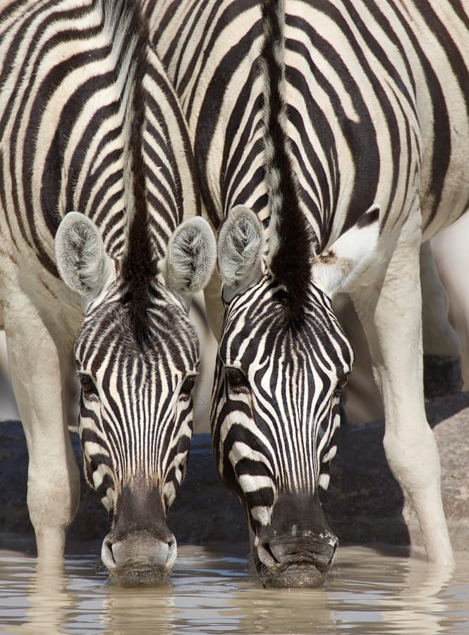 Namibia_Zebras_Selbstfahrer_Etosha_Klueger_Reisen Namibia_Zebras_Selbstfahrer_Etosha_Klueger_Reisen